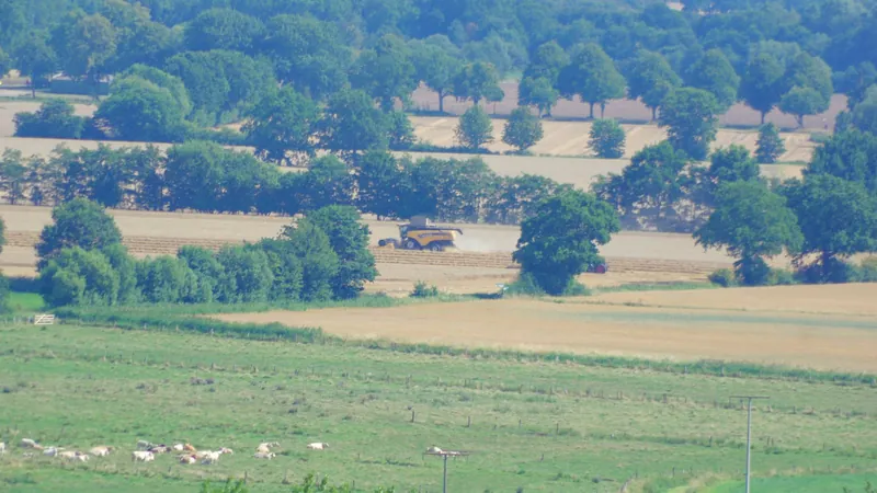 Weite Knicklandschaft mit Feldern und Baumreihen in der Probstei