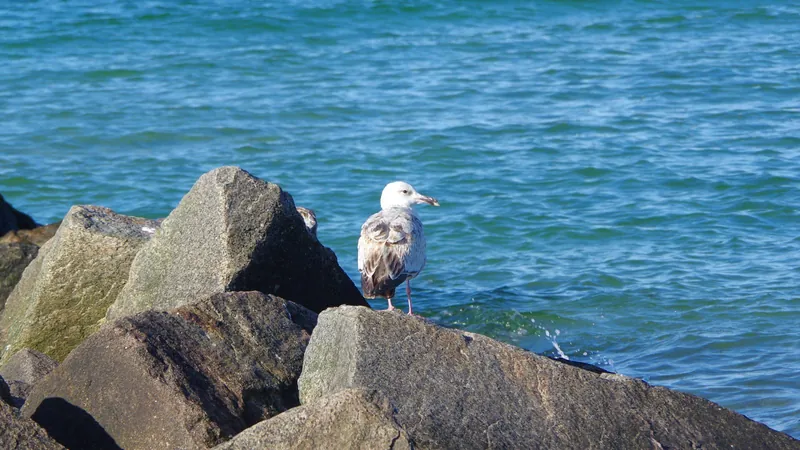 Möwe sitzt auf dem Geländer der Mole in Stein
