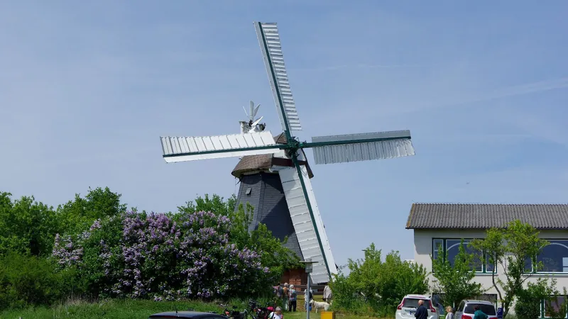 Holländer-Windmühle in Krokau zwischen blühenden Büschen