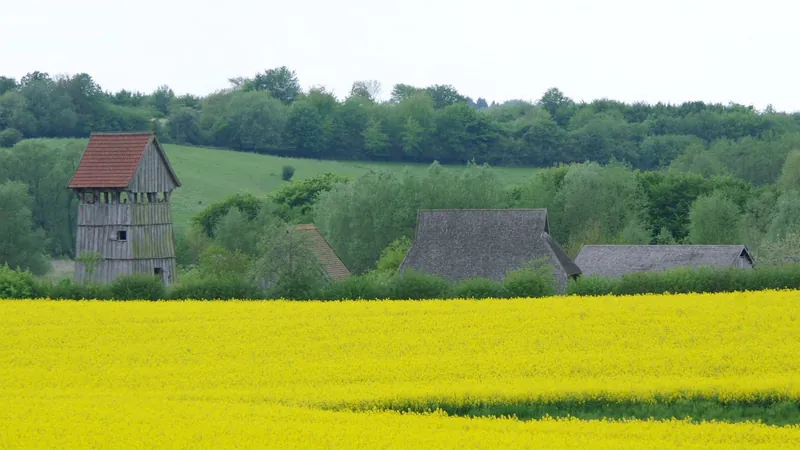 Hölzerner Wohnturm der Turmhügelburg Lütjenburg über einem Rapsfeld